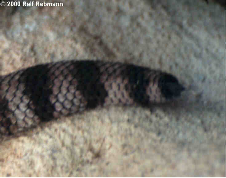 Crotalus catalinensis Bild03